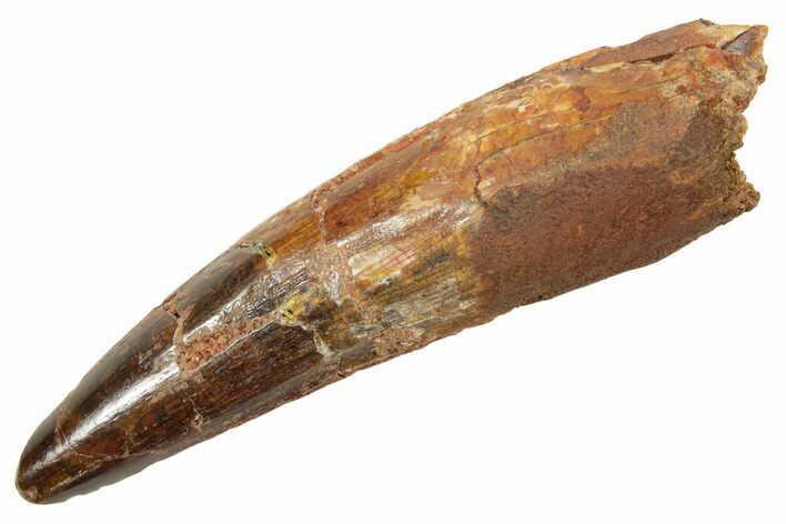 Fossil Spinosaurus Tooth - Real Dinosaur Tooth #363490